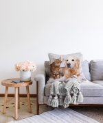 - Sonil-K-5726-Gorsel2 - Realhomes  Sevimli Kedi ve Köpek Dijital Baskılı Modern Raşel Kadife Yastık Kırlent Kılıfı Realhomes