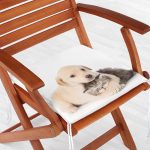 - Frm-5622-Kopek-ve-Kedili-Dijital-Baskili-Modern-Fermuarli-Sandalye-Minderi-1 - Realhomes Köpek ve Kedili Dijital Baskılı Modern Fermuarlı Sandalye Minderi Realhomes