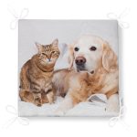 - Frm-5726-Sevimli-Kedi-ve-Kopek-Dijital-Baskili-Modern-Fermuarli-Sandalye-Minderi-4 - Realhomes Sevimli Kedi ve Köpek Dijital Baskılı Modern Fermuarlı Sandalye Minderi Realhomes